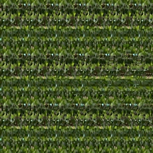 At Home (Wallpaper Border: Pilea peperomioides A), autostereogram, 2014, 10"x8.5"